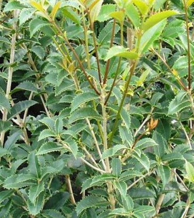 Tea Olive Fruitlandi